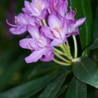Rhododendron